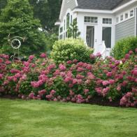Invincibelle Mini Mauvette Hydrangea
